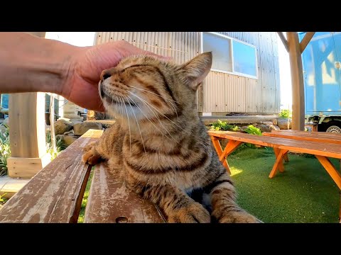 早朝からやってる猫島の屋外猫カフェ?!(YouTube)