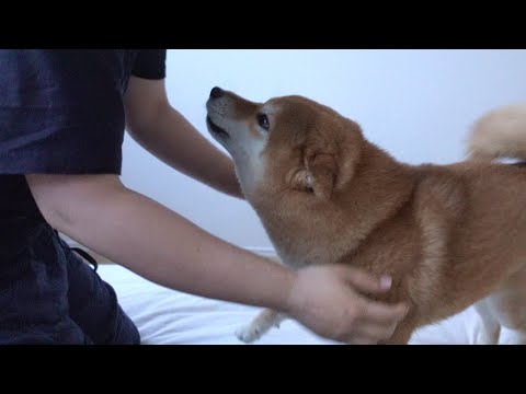 飼い主が柴犬を見て涙しそうになった朝。(YouTube)