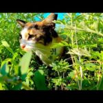 草むらの中から三毛猫がモフられに出てきた(YouTube)