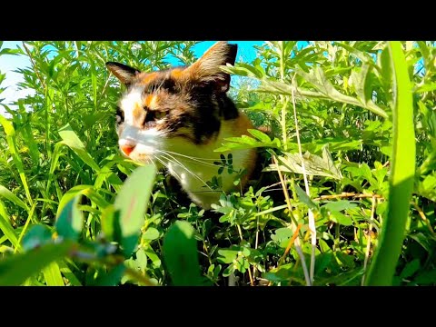 草むらの中から三毛猫がモフられに出てきた(YouTube)