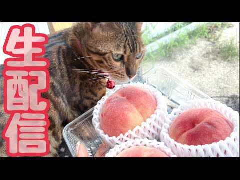 【ランチ生配信7/13】厳しい暑さのお昼は猫でも見て涼みませんか？生配信(YouTube)
