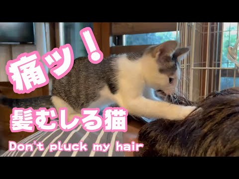 おんぶおばけ！髪の毛抜かないで!(YouTube)