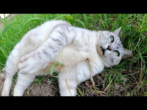 久しぶりに会ったアザラシ猫が「気安く触るニャ！」と怒ってきた(YouTube)