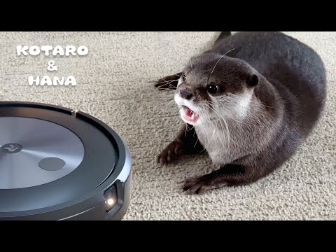 動けなくて必死でもがいてるルンバを心配するカワウソ　Otter Worried About Roomba Stuck Under a Chair(YouTube)