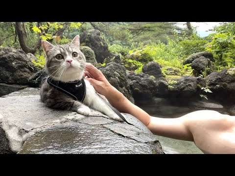 露天風呂で猫と初めて混浴したらまさかのこうなりました笑(YouTube)