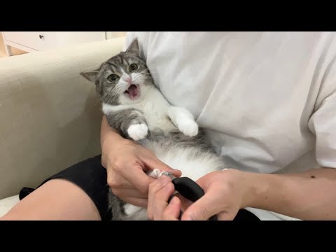 間違って深爪しちゃったら猫にガチギレされて大変なことになりました…(YouTube)