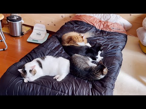 猫が集まってくると噂される寝袋で寝てみました(YouTube)