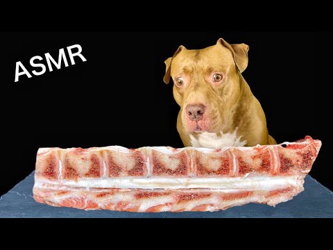 異常な顎の力で羊の骨をボリボリ噛み砕くピットブルの咀嚼音が気持ちいい【ASMR】(YouTube)