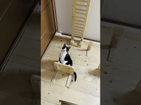 お父さんでも名前を読んだら「ナ～ン」って鳴いて来てくれる猫 #shorts(YouTube)