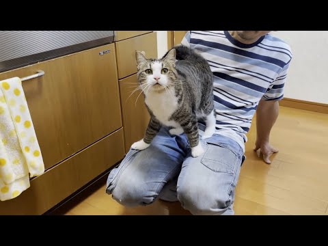 「ァウ」こんなかわいい猫の鳴き声の連呼は滅多に聞けません(YouTube)