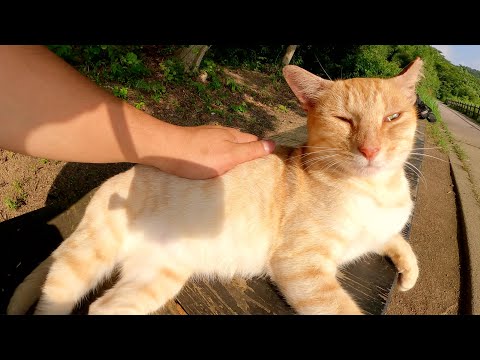 夕日を浴びながらくつろぐクリーム猫ちゃんをナデナデする(YouTube)