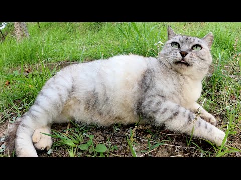 おデブすぎてハトにも警戒されないアザラシ猫ちゃん(YouTube)