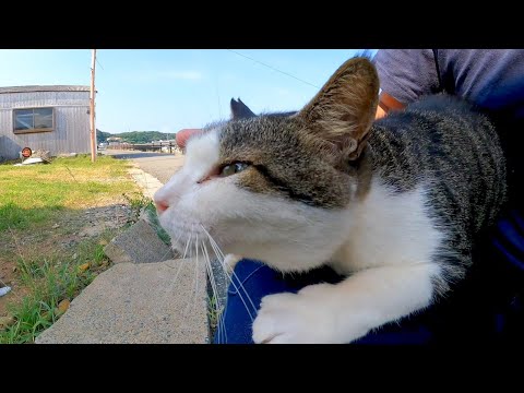 猫島の道端にいた野良猫を撫でると喜んで膝の上に乗ってきた(YouTube)