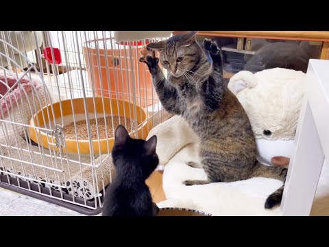 元気な仔猫♪姉猫にニャンプロ…はまだ早いよ♪(YouTube)