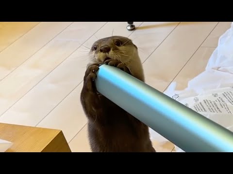 カワウソと猫と飼い主の初めての共同作業！ First collaboration between an otter, a cat, and their owner!(YouTube)