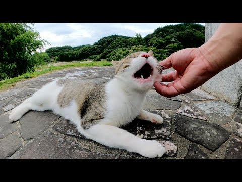 ダミ声のキジシロ猫が「モフってくれ！」と要求してきた(YouTube)