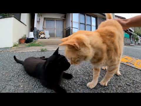 【今週のボツ動画】短い野良猫動画まとめて公開-unreleased video of this week-2022/7/1w(YouTube)