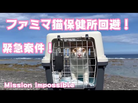 ファミマの人気猫ちゃん保健所回避で島へ！　impossible cat(YouTube)