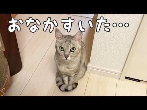 夜ご飯を吐いたマロちゃんが甘えてきました(YouTube)