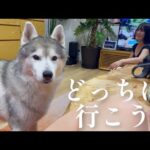 ミカンの皮に負けた姉を優しく慰めるも、やっぱり少し気になるシベリアンハスキー(YouTube)