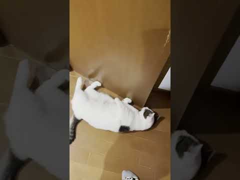 「トイレには行かせん」な猫 #shorts(YouTube)