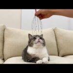 気持ち良すぎると話題のマッサージ機で猫をなでなでしたらこうなりましたw(YouTube)