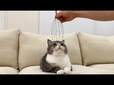 気持ち良すぎると話題のマッサージ機で猫をなでなでしたらこうなりましたw(YouTube)