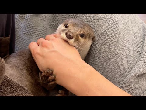 ボクシングと腕相撲をカワウソとするも卑怯な手を使われてしまう… Boxing and arm wrestling with otter, but she use cowardly tactics…(YouTube)
