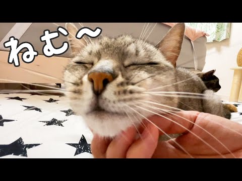 寝る時間の猫たちがとても賢いです！(YouTube)