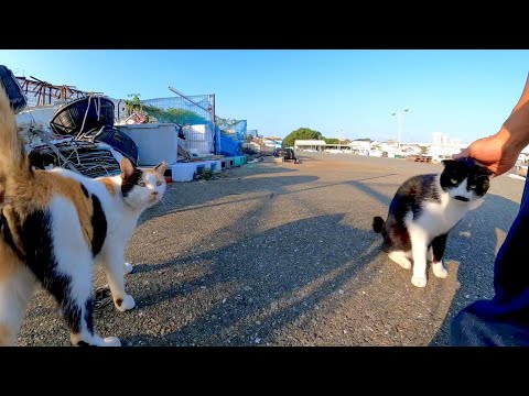 いつも微妙に仲が悪いハートの三毛猫とヒゲのハチワレ猫、今日は交代で撫でられる協定を結ぶ(YouTube)