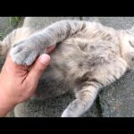トトロみたいな猫のお腹を触ったら手をかじられた(YouTube)