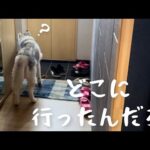 兄の外出を見逃さずに、すかさず玄関へ追いかけるシベリアンハスキー(YouTube)