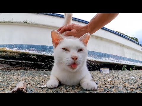 漁港の舟の下に野良猫がいたので近づくとモフられに出てきた(YouTube)