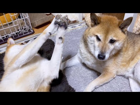 柴犬ママの突然の行動！人間のように困惑した表情をする柴犬パパ(笑)(YouTube)