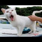 漁港で暮らす白猫ちゃんが船の上をトコトコ歩き回る(YouTube)