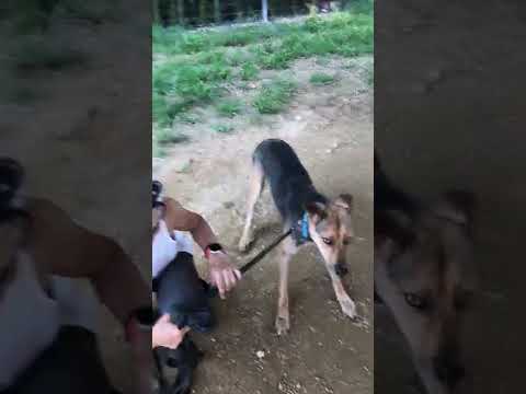 ダンくん何に怖がっているのかな？　#Shorts(YouTube)