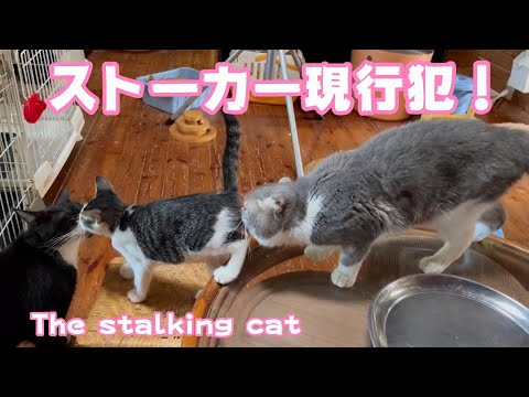 ストーカー現行犯！ The stalking cat(YouTube)