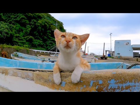 漁港に置いてある舟の縁に手を掛けて撫でられる野良猫がカワイイ(YouTube)