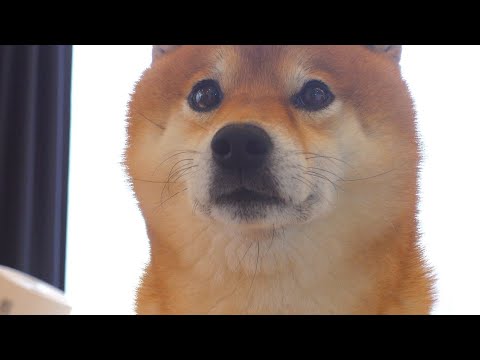 妹が病院にいくと精悍な顔つきで見送る兄柴。(YouTube)