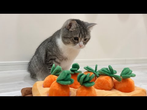 にんじん畑におやつを隠したら困った猫がこうなっちゃいました…笑(YouTube)