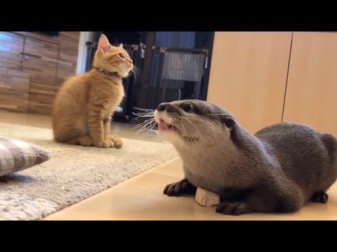 2年前と今で猫に意地悪しなくなったカワウソの記録 Record of an otter that is no longer mean to cats two years ago and now.(YouTube)