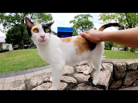 人懐っこい三毛猫ちゃんがダミ声で鳴きながらモフられに来た(YouTube)