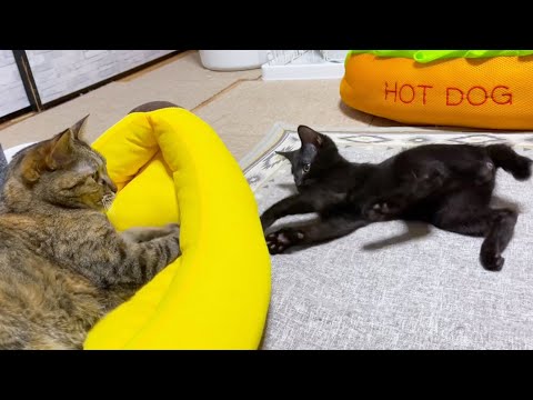 最大の難関に挑む仔猫♪(YouTube)