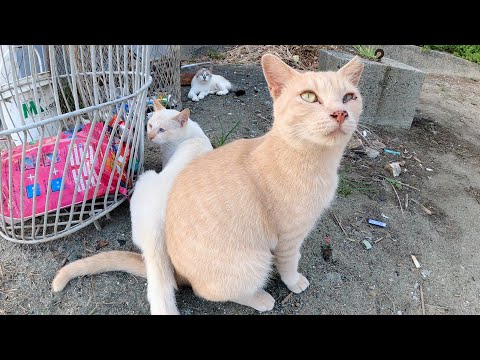 目立ちたがり屋なクリーム猫がカメラの前に割り込んでくる(YouTube)