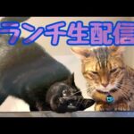 【ランチ生配信7/6】ワクチン後のベルリンの様子を見てみませんか？生配信(YouTube)