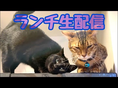 【ランチ生配信7/6】ワクチン後のベルリンの様子を見てみませんか？生配信(YouTube)