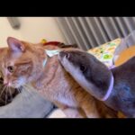 七夕でカワウソと猫が織姫と彦星になった！ otter and cat became Orihime and Hikoboshi at Tanabata!(YouTube)