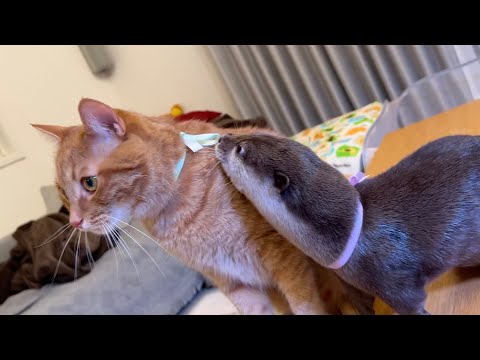 七夕でカワウソと猫が織姫と彦星になった！ otter and cat became Orihime and Hikoboshi at Tanabata!(YouTube)