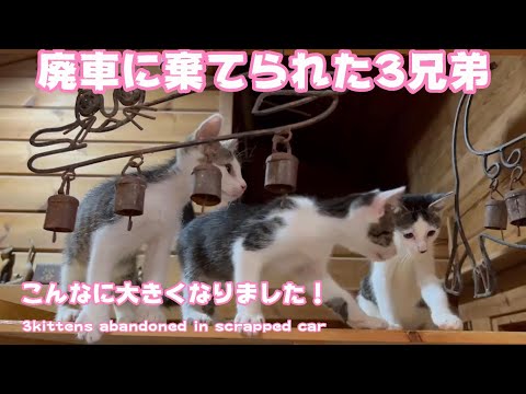 廃車に棄てられた子猫達　こんなに大きくなりました！(YouTube)