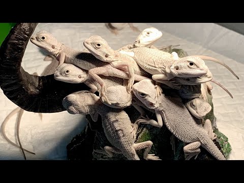 白いトカゲ軍団がやってきた！(YouTube)